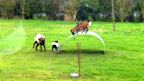 goats jumping on sheet metal|FUNNY GOATS BALANCING ON A FLEXIBLE METAL RIBBON .